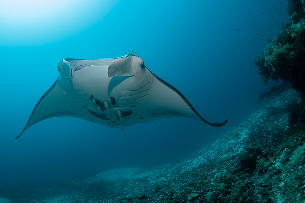 Reef manta ray approaching head-on along a sloping reef, Manta Sandy, Raja Ampat, Indonesia