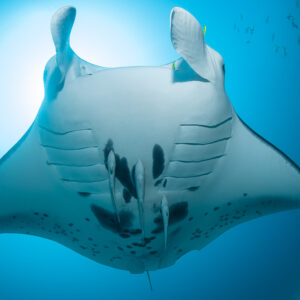 Reef manta ray directly overhead with sunburst and rolled cephalic fins, Manta Sandy, Raja Ampat, Indonesia