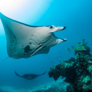 Reef manta ray banking near the reef with a black manta below, Manta Sandy, Raja Ampat, Indonesia