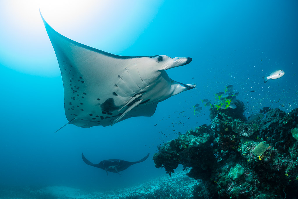 Reef manta ray banking near the reef with a black manta below, Manta Sandy, Raja Ampat, Indonesia