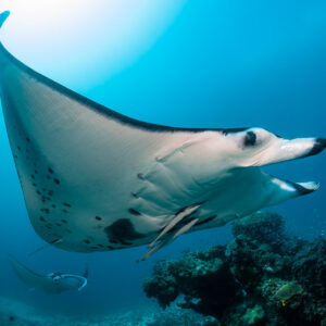 Close view of a reef manta ray turning, wing filling the frame, Manta Sandy, Raja Ampat, Indonesia