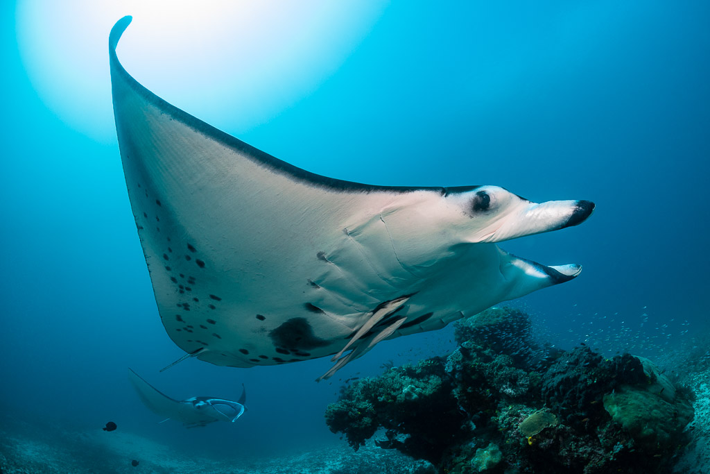 Close view of a reef manta ray turning, wing filling the frame, Manta Sandy, Raja Ampat, Indonesia