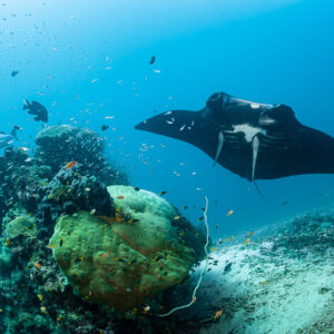 Black reef manta ray swimming past a colourful coral garden, Manta Sandy, Raja Ampat, Indonesia