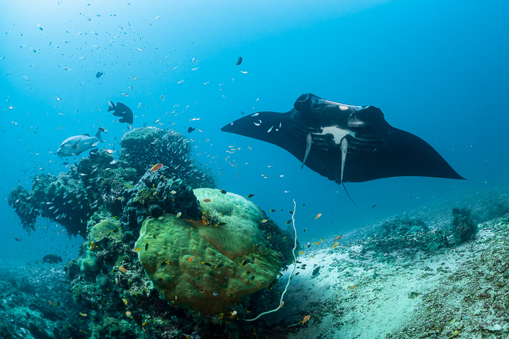 Black reef manta ray swimming past a colourful coral garden, Manta Sandy, Raja Ampat, Indonesia
