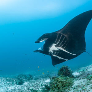Black reef manta ray banking over a sandy slope, ventral markings visible, Manta Sandy, Raja Ampat, Indonesia