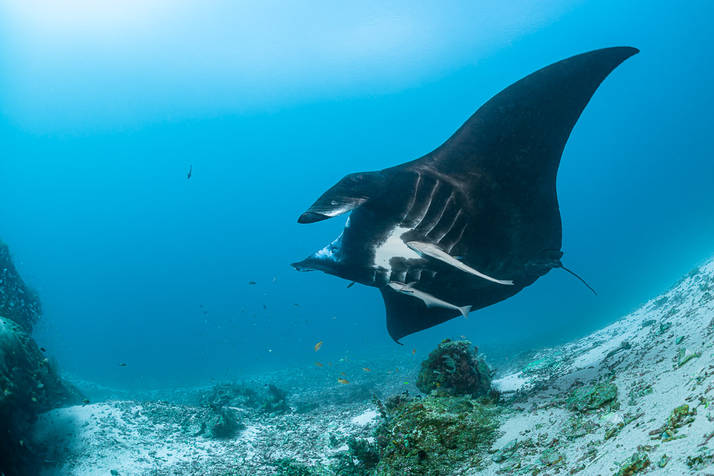 Black reef manta ray banking over a sandy slope, ventral markings visible, Manta Sandy, Raja Ampat, Indonesia