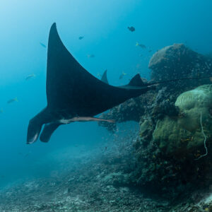 Black reef manta ray gliding past a coral bommie at a distance, Manta Sandy, Raja Ampat, Indonesia
