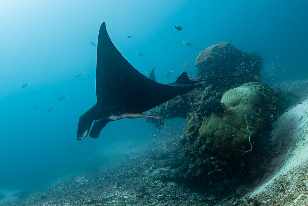 Black reef manta ray gliding past a coral bommie at a distance, Manta Sandy, Raja Ampat, Indonesia