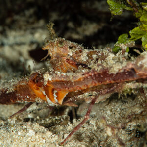 Elbow crab with long claws on sandy bottom at night, side view, Raja Ampat, Indonesia