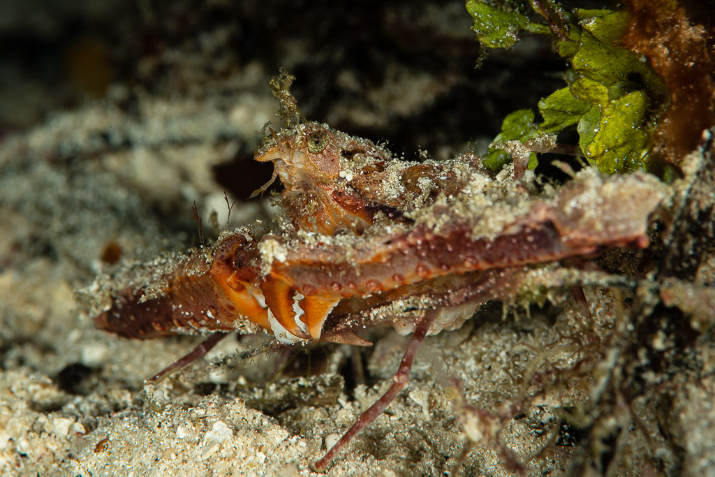 Elbow crab with long claws on sandy bottom at night, side view, Raja Ampat, Indonesia