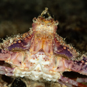 Elbow crab front view showing spiny carapace and purple-spotted claws, Raja Ampat, Indonesia