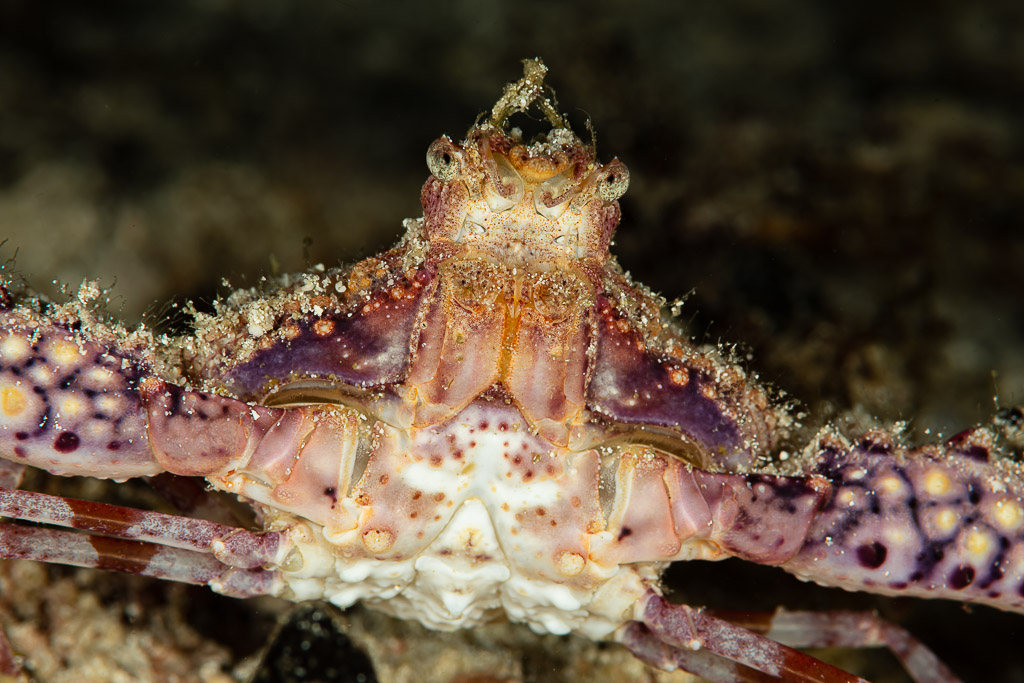 Elbow crab front view showing spiny carapace and purple-spotted claws, Raja Ampat, Indonesia