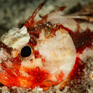 Juvenile red and white scorpionfish close-up resting on sand, Raja Ampat, Indonesia