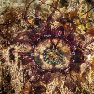 Anémone translucide aux tentacules violets étalée sur le sable la nuit, Raja Ampat, Indonésie