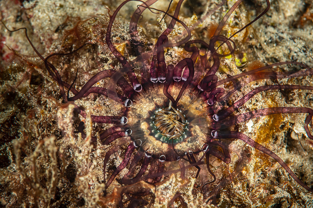 Anémone translucide aux tentacules violets étalée sur le sable la nuit, Raja Ampat, Indonésie