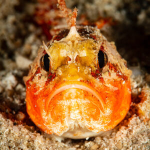 Juvenile orange scorpionfish facing the camera half buried in sand, Raja Ampat, Indonesia