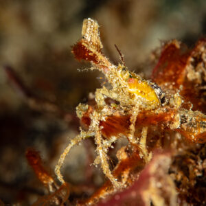 Small decorator crab with yellow body among red algae at night, Raja Ampat, Indonesia