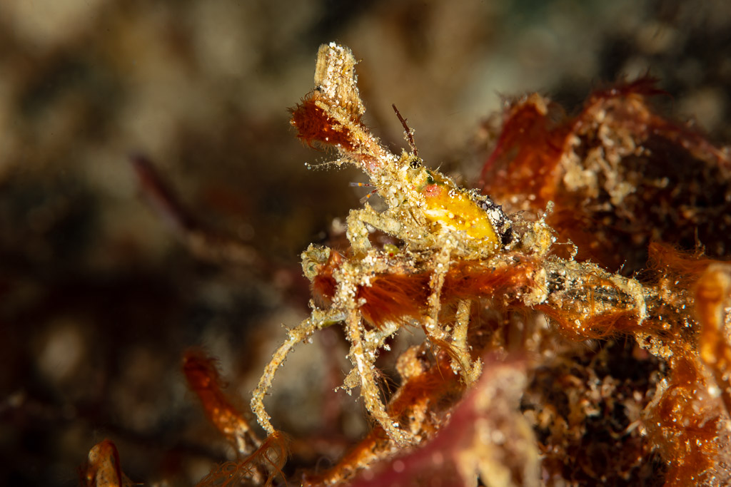Small decorator crab with yellow body among red algae at night, Raja Ampat, Indonesia
