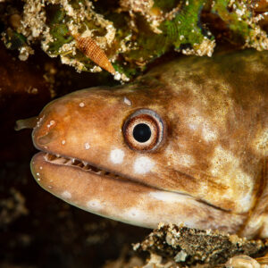 Barred moray head peering out from a reef crevice, Raja Ampat, Indonesia