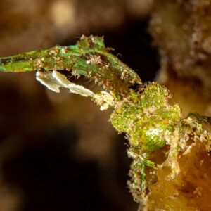 Green arrowhead crab camouflaged as algae on the reef, Raja Ampat, Indonesia