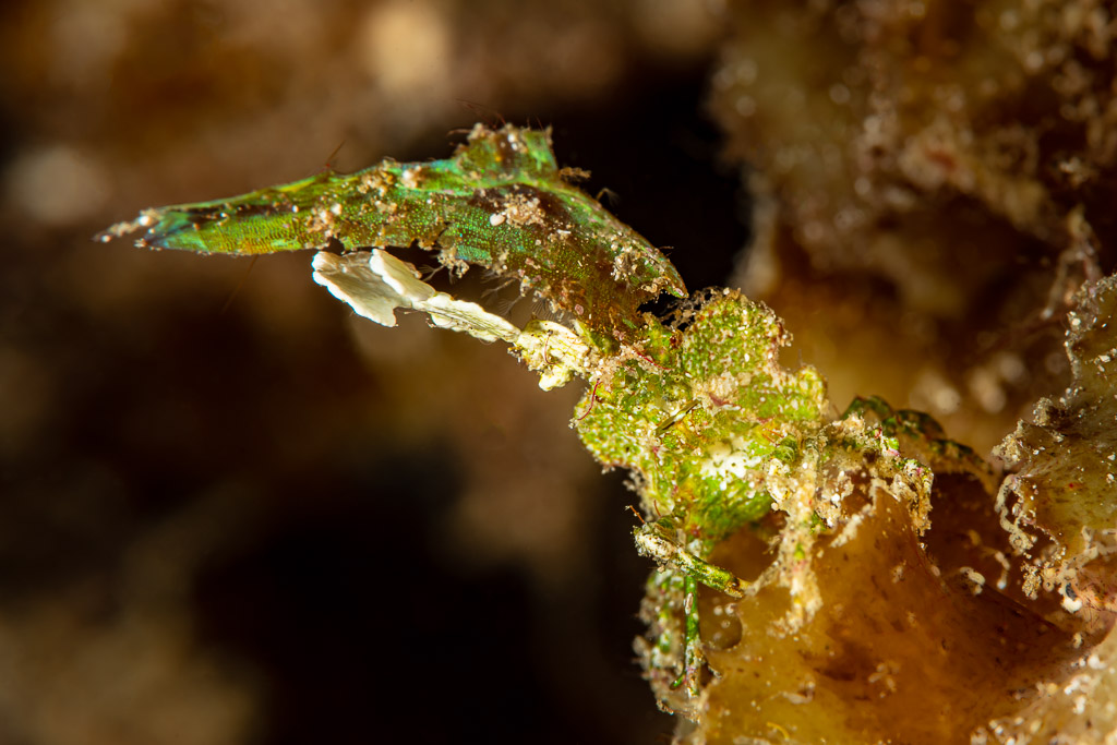 Green arrowhead crab camouflaged as algae on the reef, Raja Ampat, Indonesia