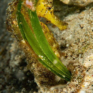 Tigertail seahorse holding a seagrass blade on sandy bottom, Raja Ampat, Indonesia