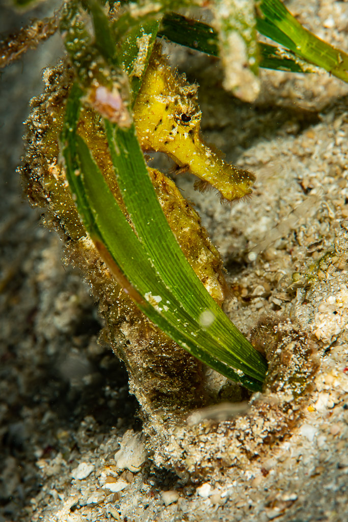 Tigertail seahorse holding a seagrass blade on sandy bottom, Raja Ampat, Indonesia