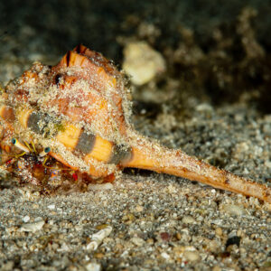 Hermit crab carrying a long spined murex shell over dark sand, Raja Ampat, Indonesia