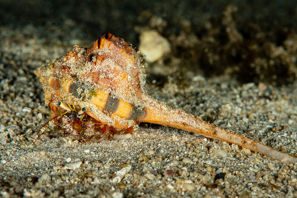Bernard-l’ermite transportant un long coquillage de murex sur sable sombre, Raja Ampat, Indonésie