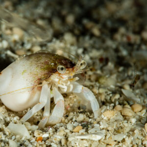 Petit bernard-l’ermite blanc dans une coquille blanche sur sable grossier, Raja Ampat, Indonésie