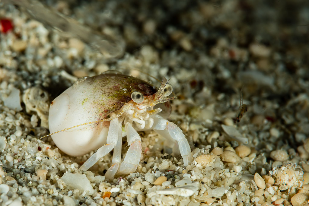 Petit bernard-l’ermite blanc dans une coquille blanche sur sable grossier, Raja Ampat, Indonésie
