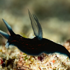 Slender roboastra nudibranch raising its rhinophores on the reef, Raja Ampat, Indonesia