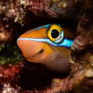 Bluestriped fangblenny peering out of a hole, vertical framing, Raja Ampat, Indonesia