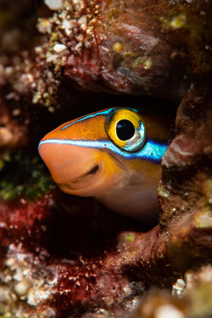 Bluestriped fangblenny peering out of a hole, vertical framing, Raja Ampat, Indonesia