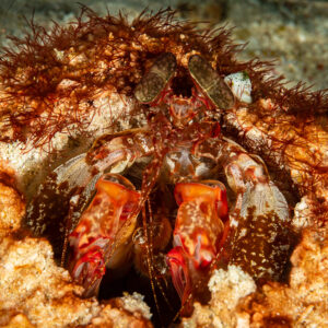 Lisa's mantis shrimp at the entrance of its burrow, Raja Ampat, Indonesia