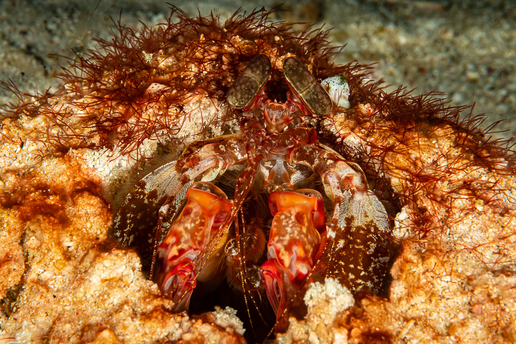 Lisa's mantis shrimp at the entrance of its burrow, Raja Ampat, Indonesia
