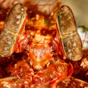Close-up of Lisa's mantis shrimp eyes emerging from its burrow, Raja Ampat, Indonesia