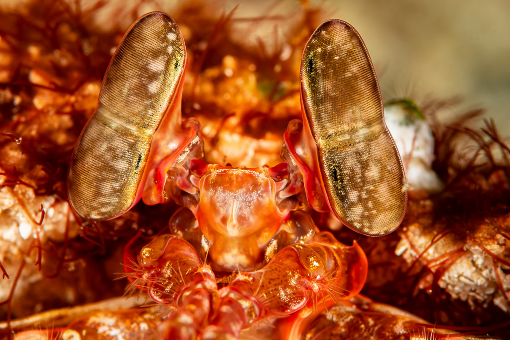 Close-up of Lisa's mantis shrimp eyes emerging from its burrow, Raja Ampat, Indonesia