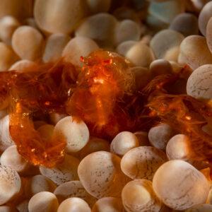 Orangutan crab hiding among bubble coral vesicles, Raja Ampat, Indonesia