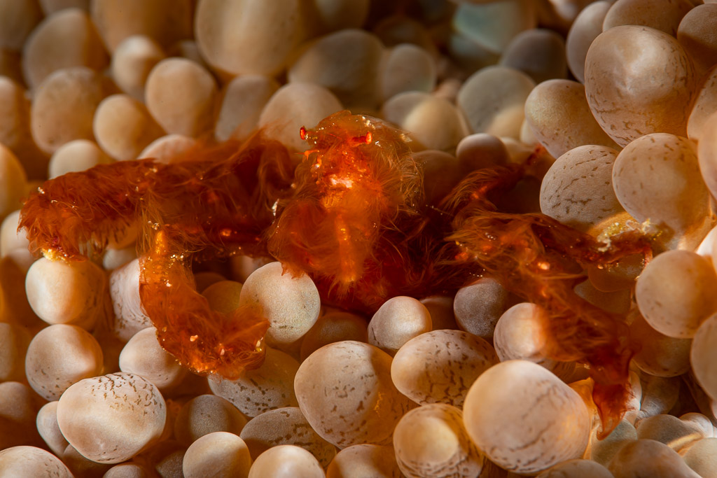 Orangutan crab hiding among bubble coral vesicles, Raja Ampat, Indonesia