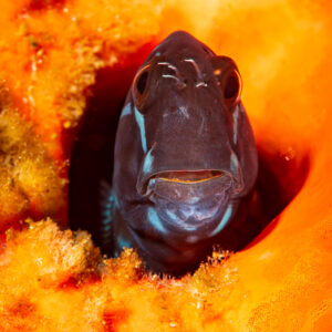 Black coralblenny peering out of an orange sponge, Raja Ampat, Indonesia