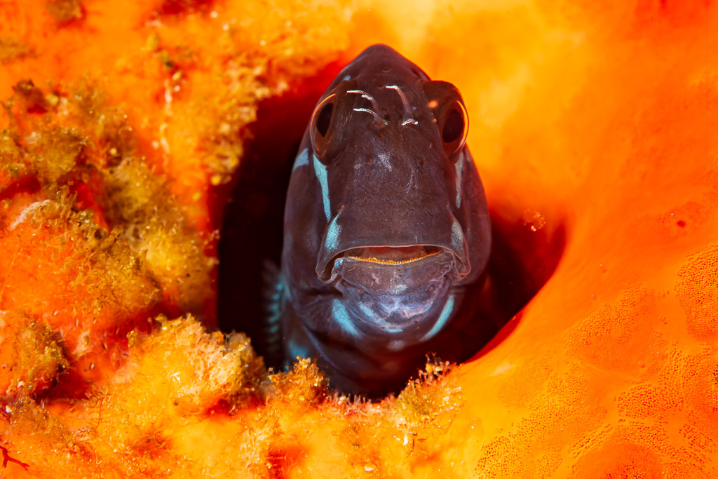 Black coralblenny peering out of an orange sponge, Raja Ampat, Indonesia