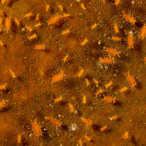Colonie de minuscules isopodes orange couvrant la surface d’une éponge, Raja Ampat, Indonésie