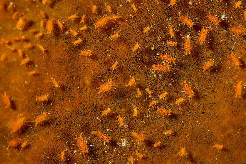 Colony of tiny orange isopods covering a sponge surface, Raja Ampat, Indonesia