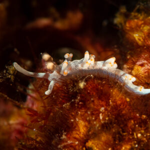 White aeolid nudibranch with orange-tipped cerata on the reef, Raja Ampat, Indonesia