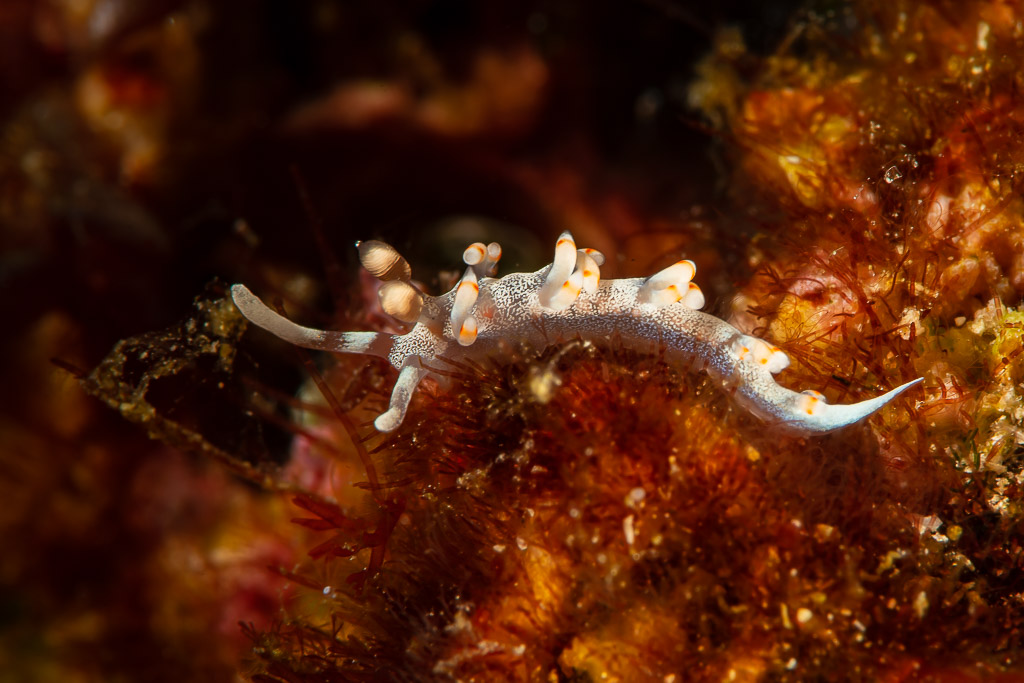 White aeolid nudibranch with orange-tipped cerata on the reef, Raja Ampat, Indonesia