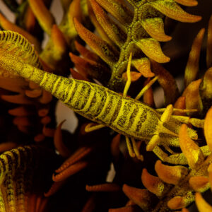 Yellow and black striped crinoid shrimp on a feather star arm, Raja Ampat, Indonesia