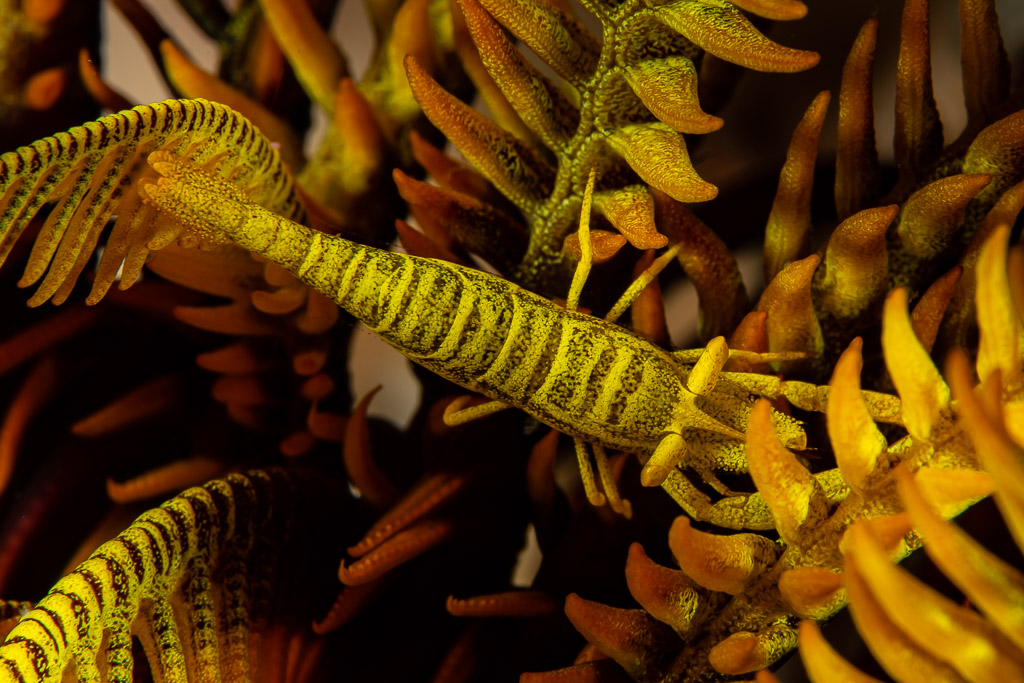 Yellow and black striped crinoid shrimp on a feather star arm, Raja Ampat, Indonesia
