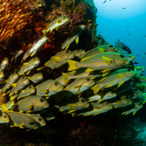Banc de gaterins rubans et de poissons-hachettes dorés le long d’un tombant, Raja Ampat, Indonésie