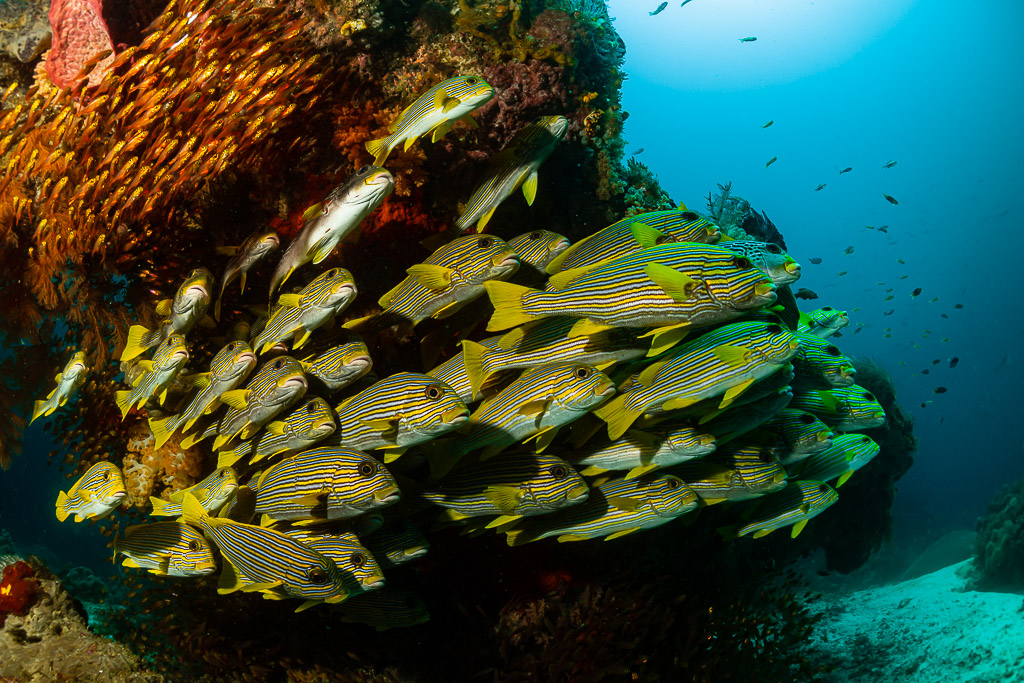 Banc de gaterins rubans et de poissons-hachettes dorés le long d’un tombant, Raja Ampat, Indonésie